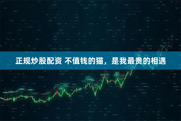 正规炒股配资 不值钱的猫，是我最贵的相遇